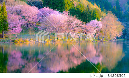 中綱湖の桜（ソフトフォーカス） 84808505