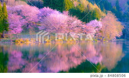 中綱湖の桜(ソフトフォーカス) 中綱湖の桜(ソフトフォーカス) 84808506