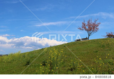 河川から爽やかな空を見上げる　風景　桜の木　春 84808818
