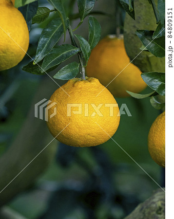 シラヌヒの実 84809151