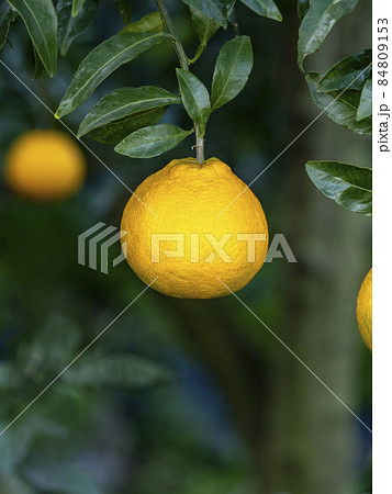 シラヌヒの実 84809153