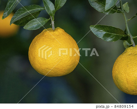 シラヌヒの実 84809154