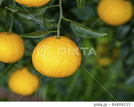 シラヌヒの実 84809155