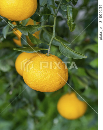 シラヌヒの実 シラヌヒの実 84809156