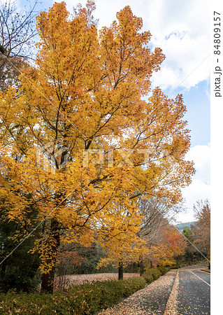 晩秋のグリーンヒル郷原の街路樹 84809157