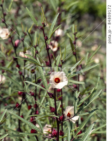ローゼルの花 84809172