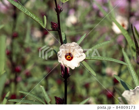 ローゼルの花 84809173