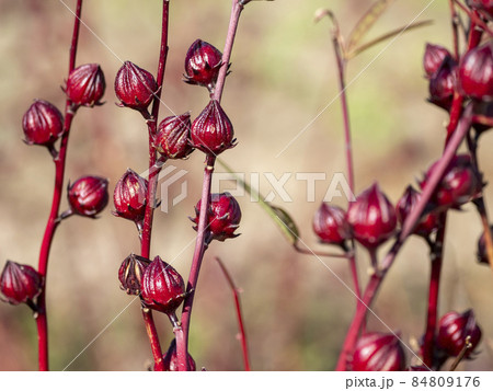ローゼルの実 84809176