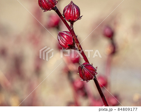 ローゼルの実 ローゼルの実 84809177