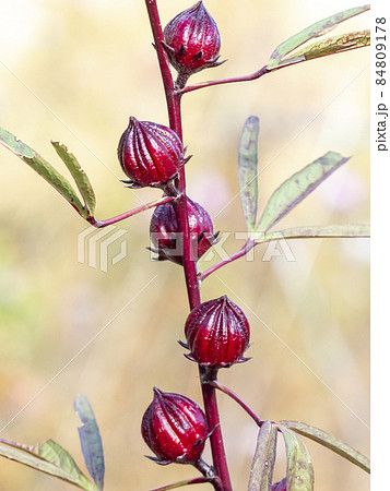 ローゼルの実 84809178