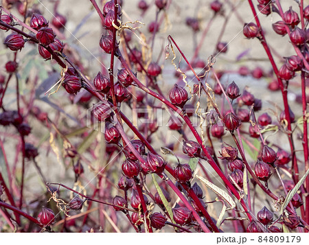 ローゼルの実 ローゼルの実 84809179
