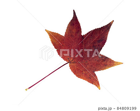 白バックの紅葉したアメリカフウの葉 84809199