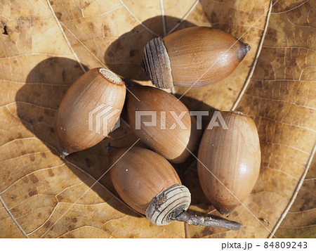 どんぐり 84809243