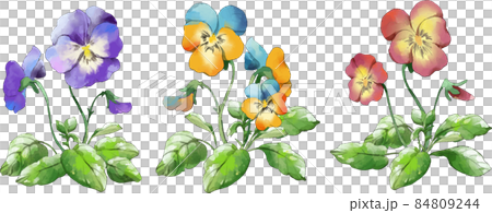 パンジーの水彩イラスト  3色セット 84809244