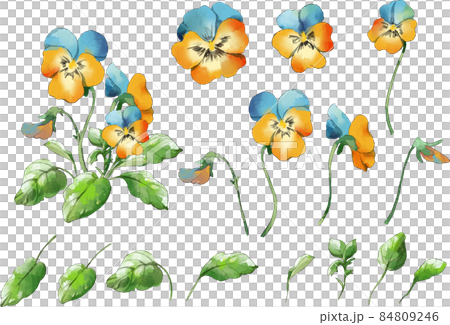 三色堇水彩插圖設置藍色黃色 84809246