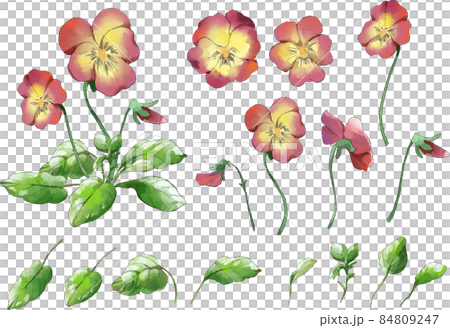 パンジーの水彩イラストセット 赤黄のイラスト素材 パンジーの水彩イラストセット 赤黄のイラスト素材