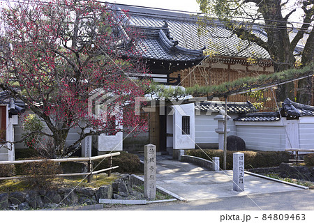 法住寺　竜宮門の紅梅 84809463