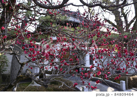 法住寺 竜宮門の紅梅 法住寺 竜宮門の紅梅 84809464