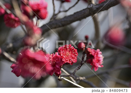法住寺 竜宮門の紅梅 法住寺 竜宮門の紅梅 84809473