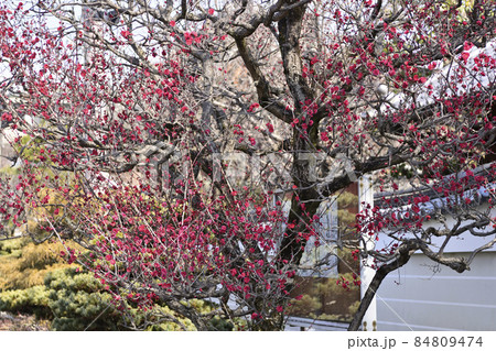 法住寺　竜宮門の紅梅 84809474