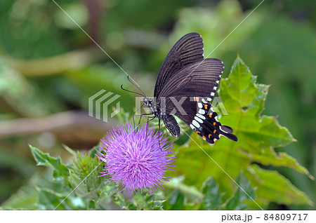 吸蜜するシロオビアゲハの雌（沖縄県・石垣島） 84809717