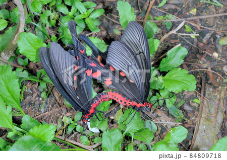 ジャコウアゲハの交尾（沖縄県・石垣島） 84809718