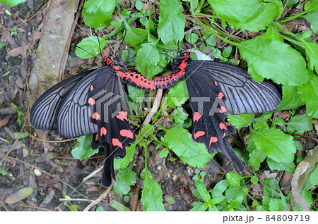 ジャコウアゲハの交尾（沖縄県・石垣島） 84809719