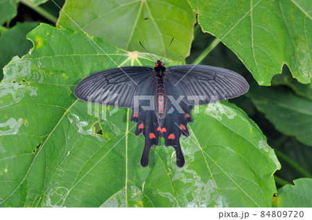 ジャコウアゲハの雄（沖縄県・石垣島） 84809720