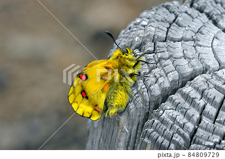 ウスバキチョウの羽化(北海道・大雪山) ウスバキチョウの羽化(北海道・大雪山) 84809729