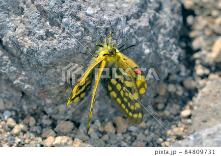 羽化直後のウスバキチョウ(北海道・大雪山) 羽化直後のウスバキチョウ(北海道・大雪山) 84809731