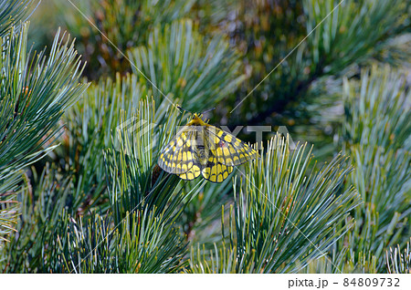 ハイマツとウスバキチョウ(北海道・大雪山) ハイマツとウスバキチョウ(北海道・大雪山) 84809732