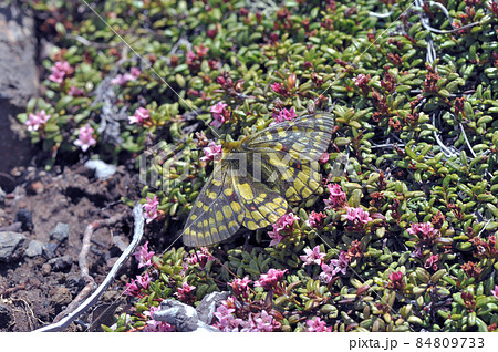 ミネズオウとウスバキチョウ(北海道・大雪山) ミネズオウとウスバキチョウ(北海道・大雪山) 84809733