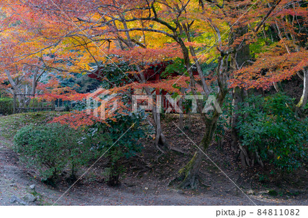 岩国紅葉谷公園の紅葉風景 84811082