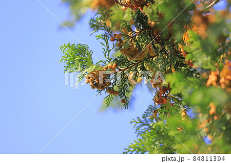 風にゆれるヒノキの実 風にゆれるヒノキの実 84811394
