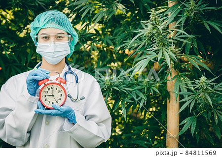 Doctor hand holding times clock in Sativa Cannabis Marijuana plant legal agriculture farm. 84811569