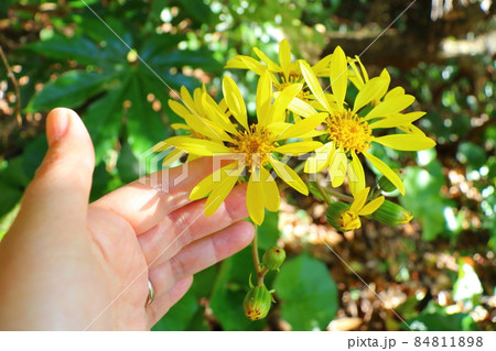 ツワブキの花 手 ツワブキの花 手 84811898