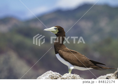 小笠原 カツオドリ 小笠原 カツオドリ 84812174