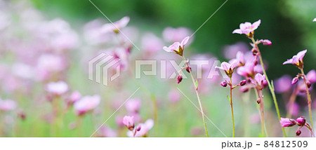 Delicate white pink flowers of Saxifrage moss in spring garden. Floral background 84812509