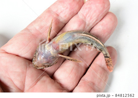 カジカには腹に吸盤が無い カジカには腹に吸盤が無い 84812562