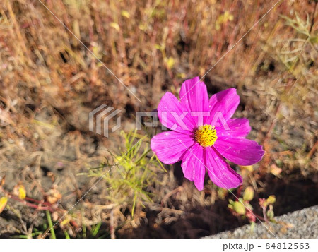 秋桜 秋桜 84812563