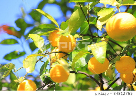 収穫間近のゆずの実　 84812765