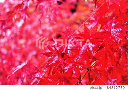 秋の赤く紅葉したいろはもみじ 秋の赤く紅葉したいろはもみじ 84812780
