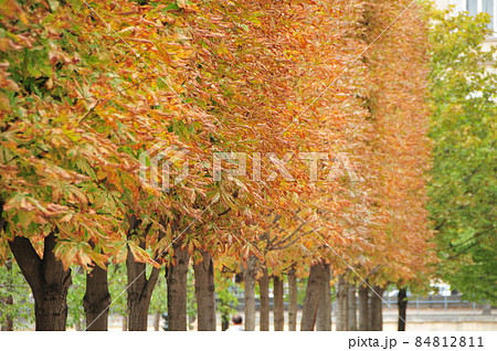 フランス パリの公園風景【9月】 フランス パリの公園風景【9月】 84812811