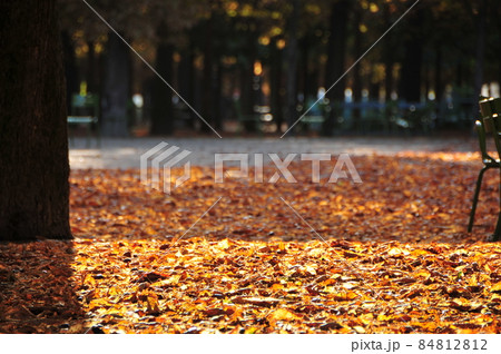 フランス パリの公園風景【9月】 84812812