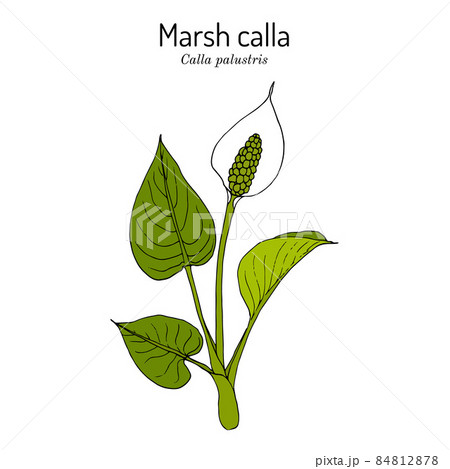 Marsh calla or water-arum Calla palustris , poisonous and medicinal plant Marsh calla or water-arum Calla palustris , poisonous and medicinal plant 84812878