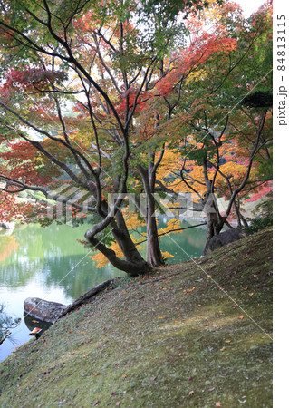 栗林公園南庭、南湖南岸「楓岸」の紅葉 84813115