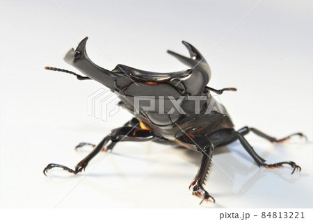 国産オオクワガタ　白背景 84813221