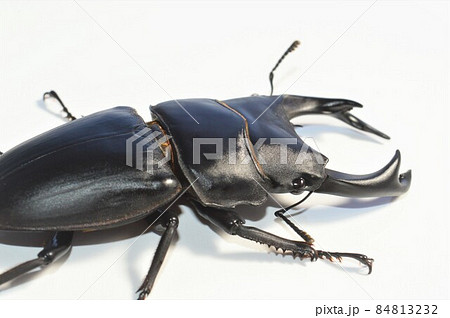 国産オオクワガタ 白背景 国産オオクワガタ 白背景 84813232