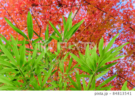 紅葉と笹の葉 84813541