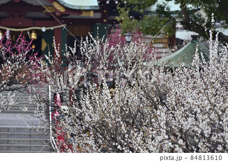 亀戸天神社 紅白梅 亀戸天神社 紅白梅 84813610